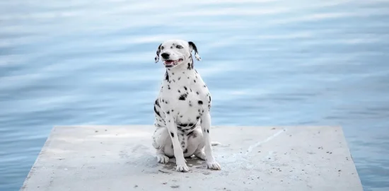 pet friendly villas in croatia (2)